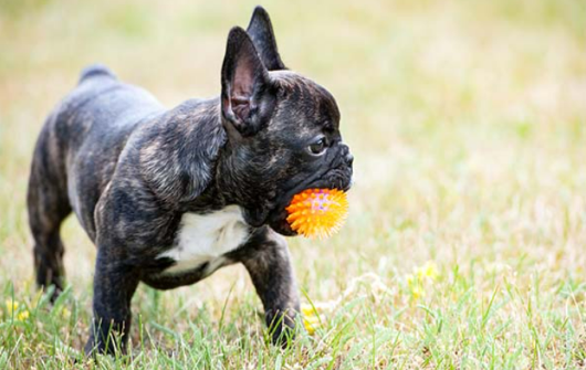 Are French Bulldogs Easy to Train and Good for First Time Owners