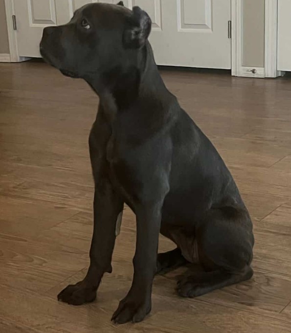 Cane corso 6 month for $900