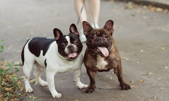 How Do French Bulldogs Play with Each Other
