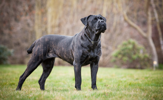 How Much Does It Cost to Feed a Cane Corso