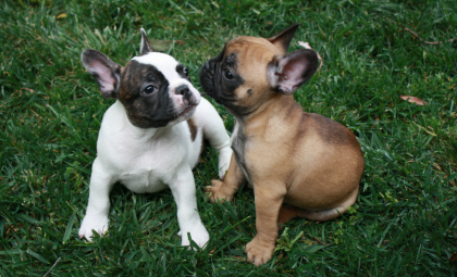 How to Introduce a Second French Bulldog