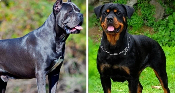 Rottweiler vs Cane Corso Who Would Win