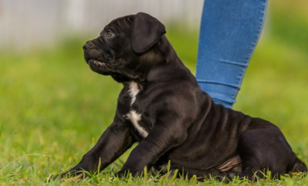 The Cost for Taking Care of a Cane Corso
