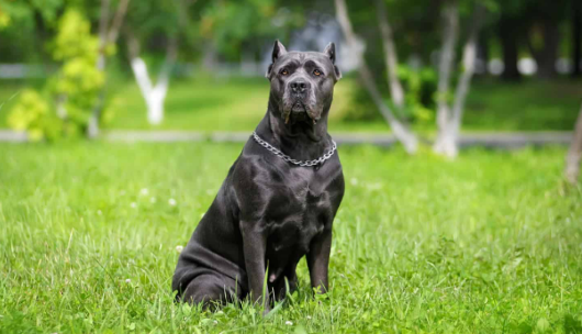 The Standard of Cane Corso Eye Color and the Disqualifying Eye Colors