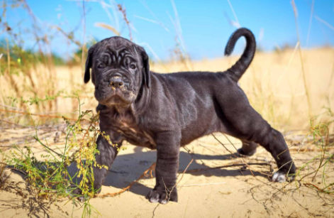 Top 10 Cane Corso Breeders in United States