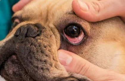 Treatment for French Bulldog Red Eyes When Tired