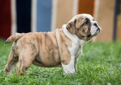 Uncropped French Bulldog with Tail