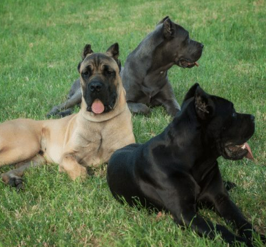 What is the Rarest Color of Cane Corso?