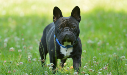 8 Best French Bulldog Rescues in Florida