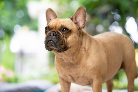 Fat French Bulldog (Signs of Overweight)