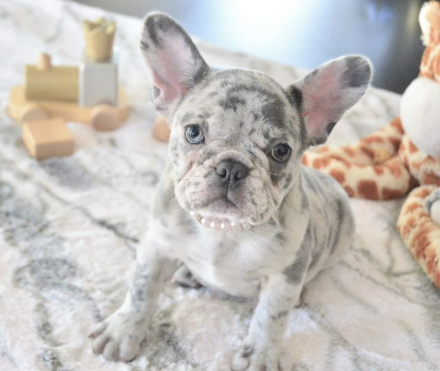 Health Issues with Merle French Bulldogs