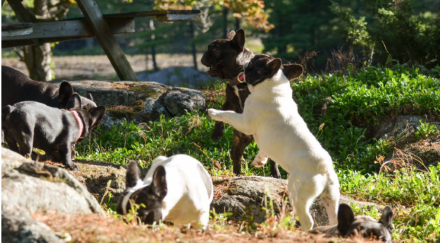 How to Breed French Bulldogs Naturally