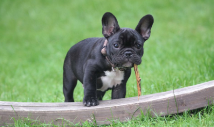 How to Potty Train a French Bulldog