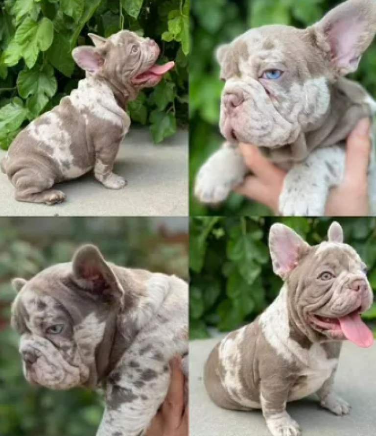 How to Train a Stubborn French Bulldog Pitbull Puppies