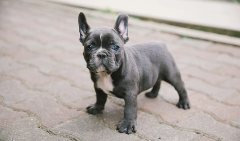 What is the Cheapest Color French Bulldog